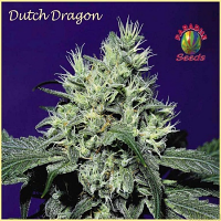 Paradise Seeds Dutch Dragon Feminized