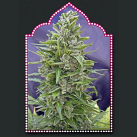 OO Seeds Automatik Mix Feminized 
