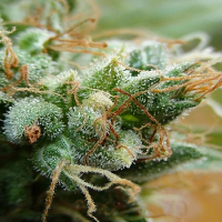 BlimBurn Seeds Gadgettoplant Auto Feminised