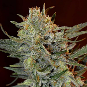 Amnesia Lemon Kush – Feminized – Garden of Green