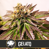 BlimBurn Seeds Gelato Feminized