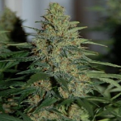 Old Man Socks - Feminized - Bulk Seeds Premium