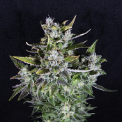 Blue Monsoon - Feminized - Pilchard's Caviar Bodega