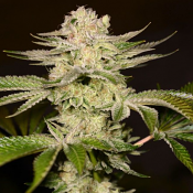 PetroChem - Feminized - Archive Seeds