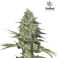 Rhino Ryder Auto – Feminized – Fast Buds