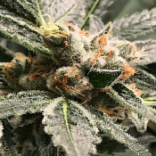 Dark Kush Auto - Feminized - R-Kiem Seeds