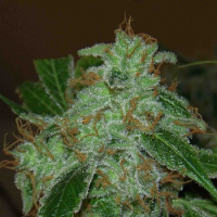 Archive Seeds Mr Dank’s Golden Ticket Regular