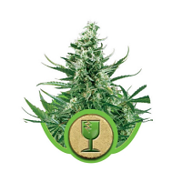 Royal Critical Auto – Feminized – Royal Queen Seeds
