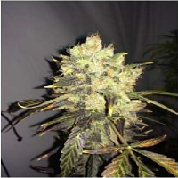 Supreme CBD Durban – Feminized – Nirvana Seeds