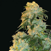 Bulk Seeds Northern Lights Feminized