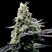 Purple Kosher - Feminized - DNA Genetics