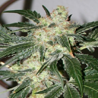 Paradise Seeds Acid Feminized