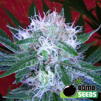 Bomb Seeds Auto Bomb Feminized