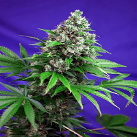 Sweet Seeds Killer Kush Fast Feminized
