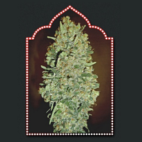 OO Seeds Auto Chocolate Skunk Feminised