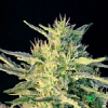 BlimBurn Seeds Wombat Feminized