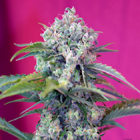 Sweet Seeds Cream Mandarine Auto Feminized
