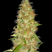 Spliff Seeds Moon Walker Kush Feminized