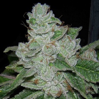 Archive Seeds Face Off BX2 Regular