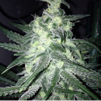 Rare Dankness Seeds Moonshine Haze x Ghost Train Haze #1 Feminized