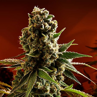 Masonrie Seeds Cherry Louis Regular