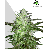 Auto Seeds Auto Chemdog Feminised