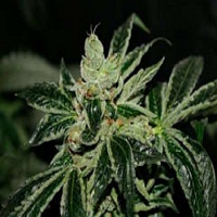 T.H.Seeds Dark Star Kush Feminised