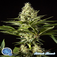 Philosopher Seeds Black Bomb Feminized