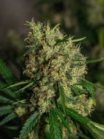 Green Label Seeds Lemon Bud Feminized