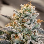 Vanillla Frosting - Feminized - Anesia Seeds