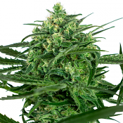 Sensi Amnesia - Feminized - Sensi Seeds