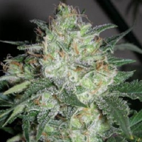 Cali Connection Seeds OGiesel Regular