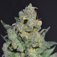 CBD Seeds Cheese Feminised