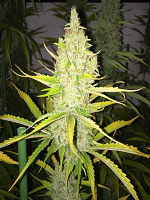 T.H.Seeds Chicle aka BubbleDawg Feminized