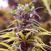 Durban Poison - Feminized - Nirvana Seeds