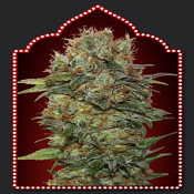 Auto Chocolate Kush - Feminized - OO Seeds