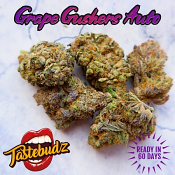 Grape Gushers Auto - Feminized - Tastebudz