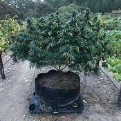 Lavnesia - Feminized - Soma Seeds