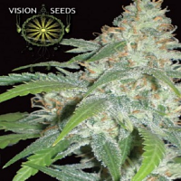 Vision Seeds Amnesia Feminized