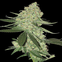 Big Head Seeds Big Stilton Auto Feminized