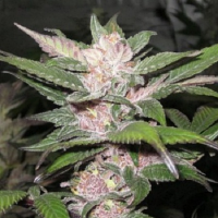 Cali Connection Seeds Purple Chem Regular