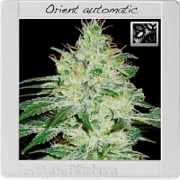 BlimBurn Seeds Orient Automatic Feminized