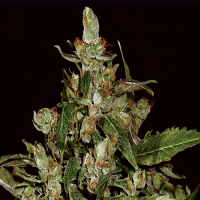 CBD Seeds Auto Widow Feminised