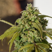 Gorilla SFV OG – Feminized – Expert Seeds