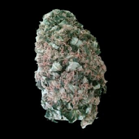 VIP Seeds M. Fix Feminised