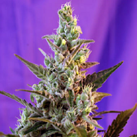 Sweet Seeds Sweet Skunk Auto Feminized