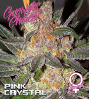 Pink Crystal - Feminized - Growers Choice