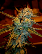 Amnesia Haze - Feminized - BSB Genetics