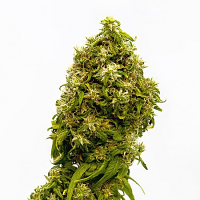 Swiss Dream CBD - Feminized - Kannabia