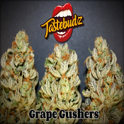 Grape Gushers - Feminized - TasteBudz